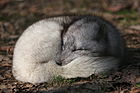 La volpe Alopex lagopus ia es la sola mamal en Island ante la umanas