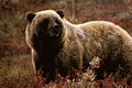 suga Brūnais lācis (Ursus arctos)