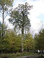 Patriarch Oak Millî parktaki en yaşlı ağaçlardan birisi