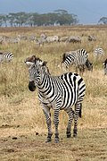 Plains Zebra Equus quagga