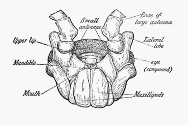 ワラジムシ（等脚類）の頭胸部の腹面。中央に1対の平板状の顎脚をもつ。