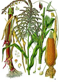 Illustration depicting both male and female flowers of maize