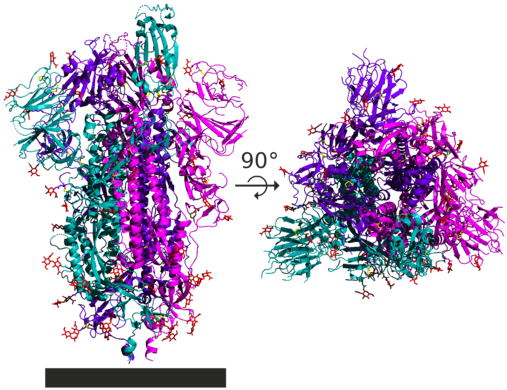 Spike-homotrimeerin osittaisrakenne kahdesta eri kulmasta. Monomeerit ovat eri värein. Viruksen lipidikalvo on harmaa neliö. Disulfidisidokset ovat keltaisella ja hiilihydraatit punaisella.
