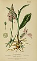 Foltos ujjaskosbor az 1899-es Album des orchidées de l'Europe centrale et septentrionale-ban