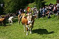 Exemple de maîtresse-vache avec sa grande clarine et sa coiffe florale, ici à Bad Kleinkirchheim, Autriche.