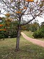 Arboretum Lussich, Departman Maldonado, Urugvaj