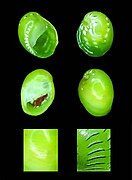 Smaragdia viridis (coquillage)