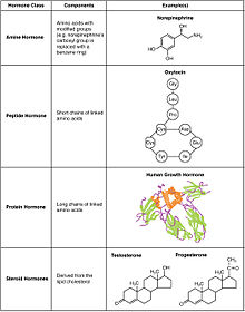 Типи гормонів за хімічою структурою