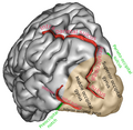 Emisfero cerebrale sinistro, visto da dietro. (Solco intraparietale visibile in alto al centro).