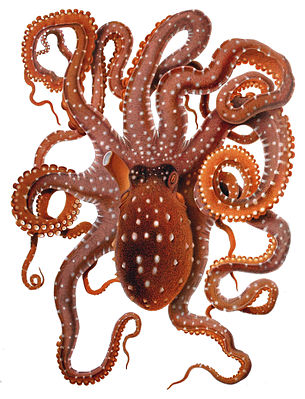 Octopus macropus Merculiano.jpg