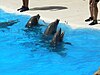 דולפינים בבריכה בגן החיות בטנריף