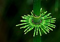 12. Óriás zsurló (Equisetum pratense) (javítás)/(csere)