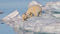 5. Június 5., a környezetvédelmi világnap alkalmából: nőstény jegesmedve (Ursus maritimus) a bocsával egy úszó jégtáblán (Hinlopen-szoros, Spitzbergák) (javítás)/(csere)