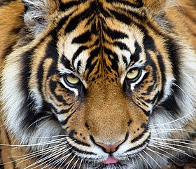 Πορτρέτο τίγρης της Σουμάτρας, P. T. Sumatrae