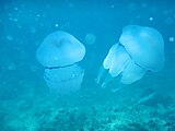 Coppia di Polmone di Mare o Medusa Barile (Rhizostoma Pulmo) fotografate a Lido Saturo, Marina di Leporano (Taranto)