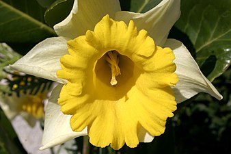 Tépalos (crema) y paraperigonio (amarillo) en Narcissus.