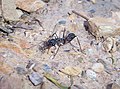 Australian bull ant