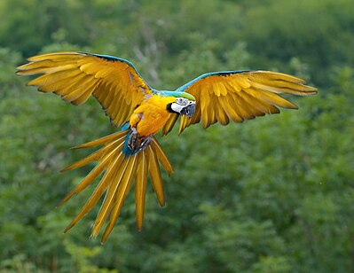 Blue-and-yellow Macaw in flight (Ara ararauna).