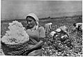 Harvesting cotton in 1930's.