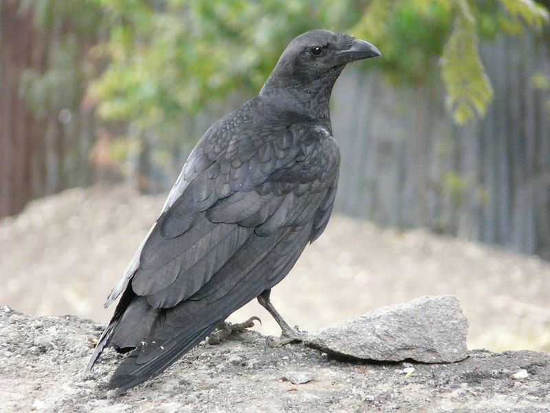File:Corvus rhipidurus -Ethiopia -juvenile-8.jpg