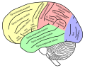 Vista laterale del cervello umano, è indicata l'area somestesica primaria.