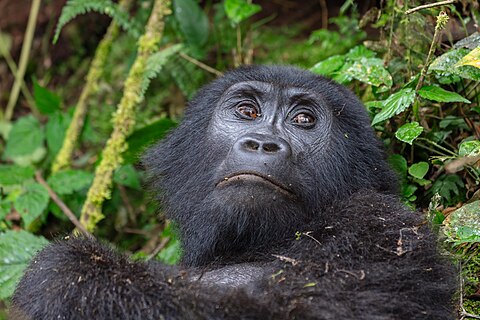 Female mountain gorilla (Gorilla beringei beringei), Bwindi Impenetrable National Park, Uganda