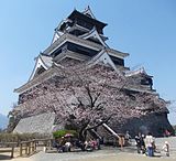 熊本城の桜