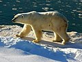 خرس قطبی در قطب شمال