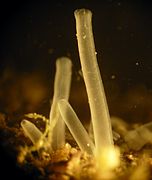 Siphons de Lyrodus pedicellatus. Le siphon inhalant est largement ouvert, le siphon exhalant partiellement clos.