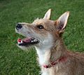Terrier mixed-breed