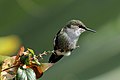 17. Törpekolibri (Mellisuga minima) (Jamaica) (javítás)/(csere)