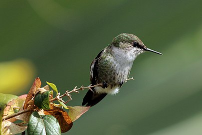 Vervain hummingbird Mellisuga minima Jamaica