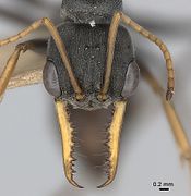 Mata majemuk besar, sungut peka, dan rahang kuat (rahang bawah) semut peloncat jack