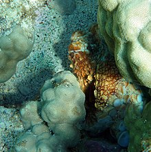 Mercan kayalığı içinde kısmen saklanmış ahtapot.
