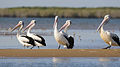 Algúns pelicanos australianos na desembocadura do río McArthur