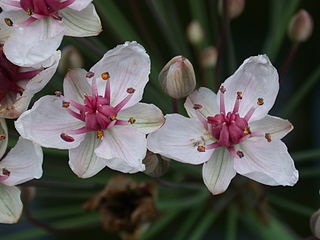 Butomus umbellatus, flor