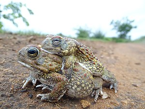 African toads around the Pendjari Biosphere Reserve in Benin Photograph: AMADOU BAHLEMAN FARID
