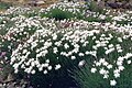 Сакалов пазонь цеця (Dianthus arenarius)