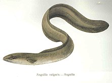 Mature silver stage eels migrate back to the ocean to mate.