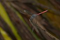 Lathrecista asiatica-Kadavoor-male
