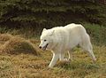 ホッキョクオオカミ Canis lupus arctos