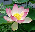O loto sagrado é a flor nacional da India.