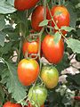Tomate mit Grünkragen / tomatoes with green neck