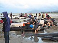 מתנדבים שומרים על לחות הגוף של לוויתנים שעלו על החוף באי הדרומי, ניו זילנד