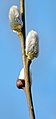 Hoa đuôi sóc (Salix discolor)