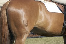 photo en couleur d'un cheval avec un marquage au fer