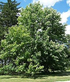 Description de l'image Magnolia acuminata.jpg.