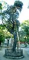 湊川神社にあるオリーブの木。明治十一年パリ万国博覧会日本館長前田正名がフランスから持ち帰ったもので、日本最初のオリーブの木とされる。