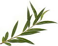 Póla de salgueiro chorón (Salix babylonica).