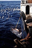 Håkjerring ved skutesida. Under kveitefiske har håkjerrig vorte fiska og avliva for å avgrense skaden på kveitelina. Foto: Ivar Arne Vartdal